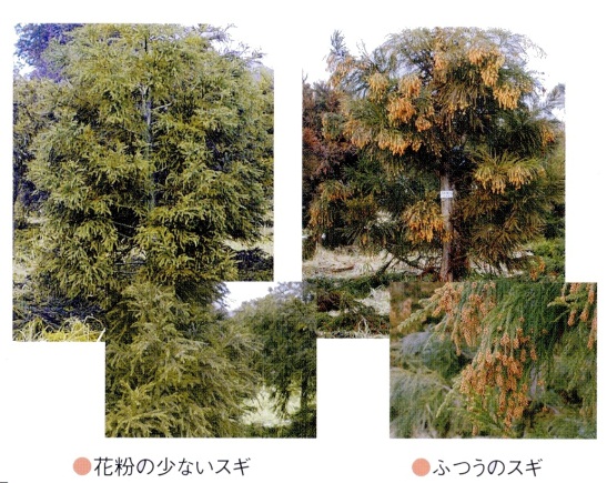 スギの中には雄花（花粉）の生産量が極端に少ない個体があります